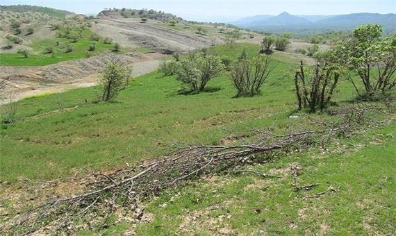 6 هزار هکتار اراضی مورد اختلاف اوقاف و منابع طبیعی تعیین تکلیف شد