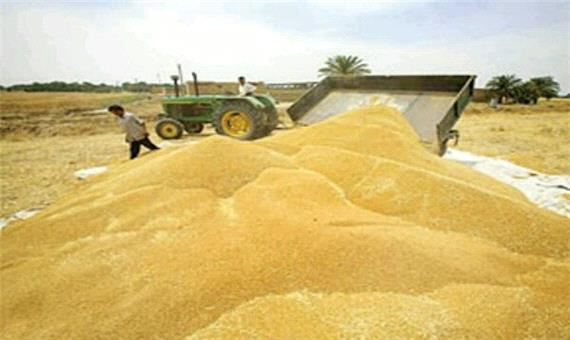 تاکنون خرید تضمینی 38 هزار تن گندم در اصفهان انجام شده است