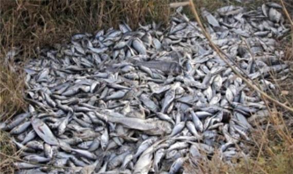تلف شدن مجدد هزاران قطعه ماهی در سد سردشت