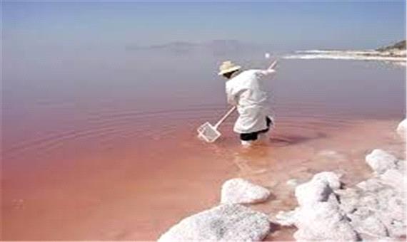 دانشگاه ارومیه مسوول ارزیابی ذخایر آرتمیای دریاچه ارومیه شد