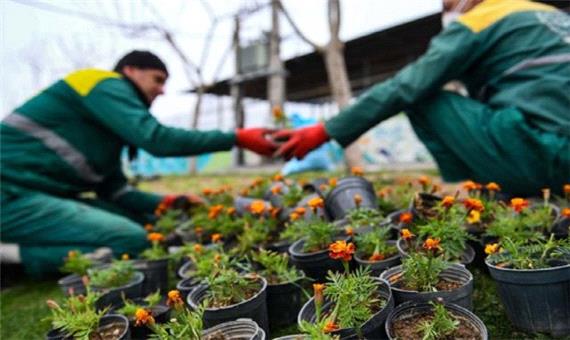 کاشت بیش از 9000 بوته گل فصلی در فضای سبز مهاباد