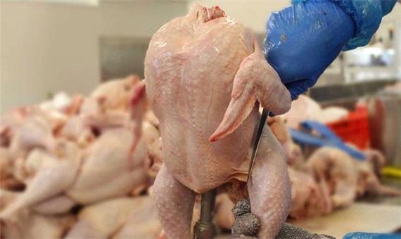 توقف تولید جوجه یک روزه از عوامل افزایش قیمت مرغ است