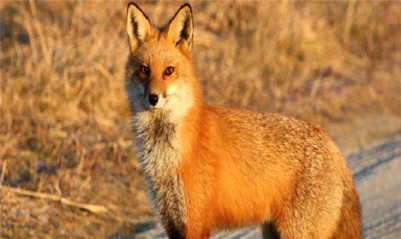 نجات یک قلاده روباه در سمیرم