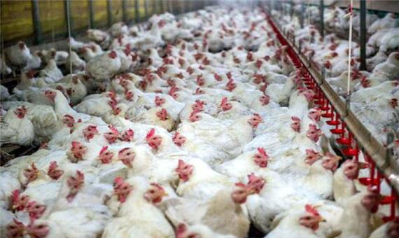 اعلام آمادگی استان اصفهان برای افزایش 70 درصدی تولید مرغ