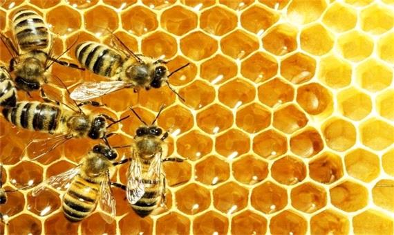 گرده‌های سمی زنبور‌های عسل را تارومار کرد