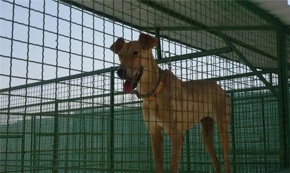 7 پناهگاه سگ دراصفهان مجوز فعالیت ندارد