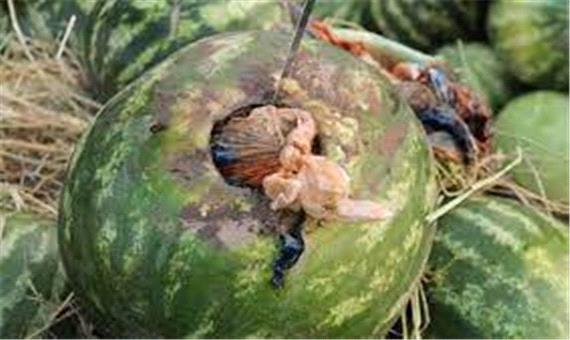 کشف محموله تریاک از بار هندوانه در نایین