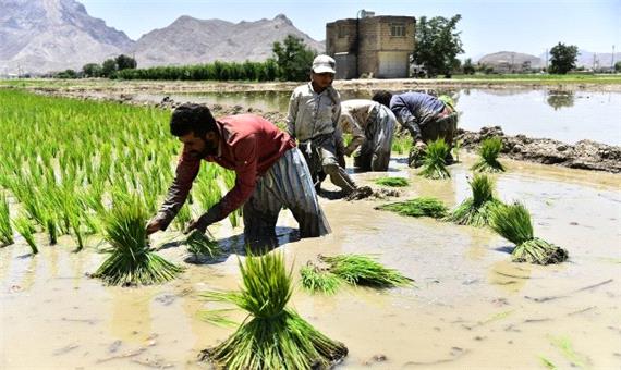 کاشت برنج در اصفهان، آری یا خیر؟