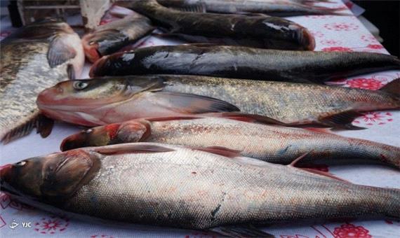 سالانه بیش از 340 تن ماهی سردآبی در مهاباد تولید می شود