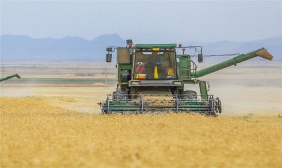 کاهش 65 درصدی تولید گندم در اصفهان