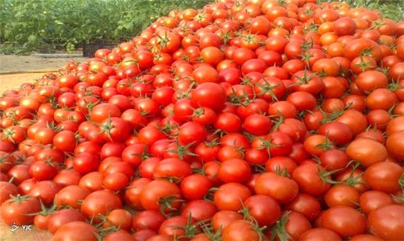 هزار تن گوجه فرنگی در مزارع مهاباد تولید شد