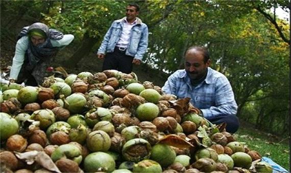 40 درصد گردوی استان اصفهان در خوانسار برداشت می‌شود