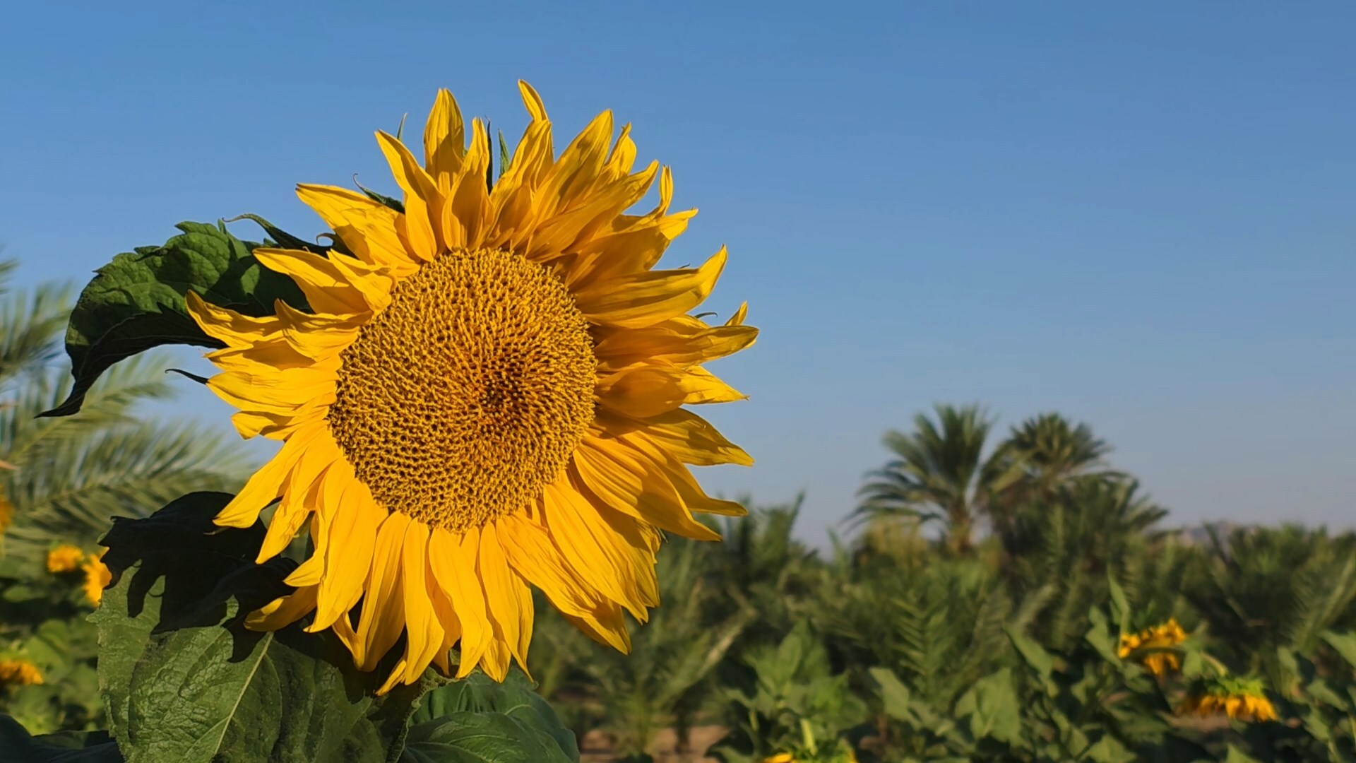 پیام سپاهان