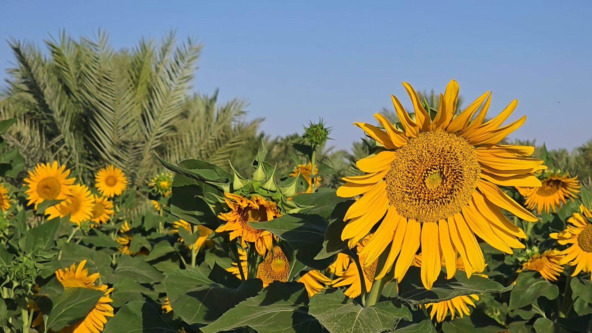 پیام سپاهان