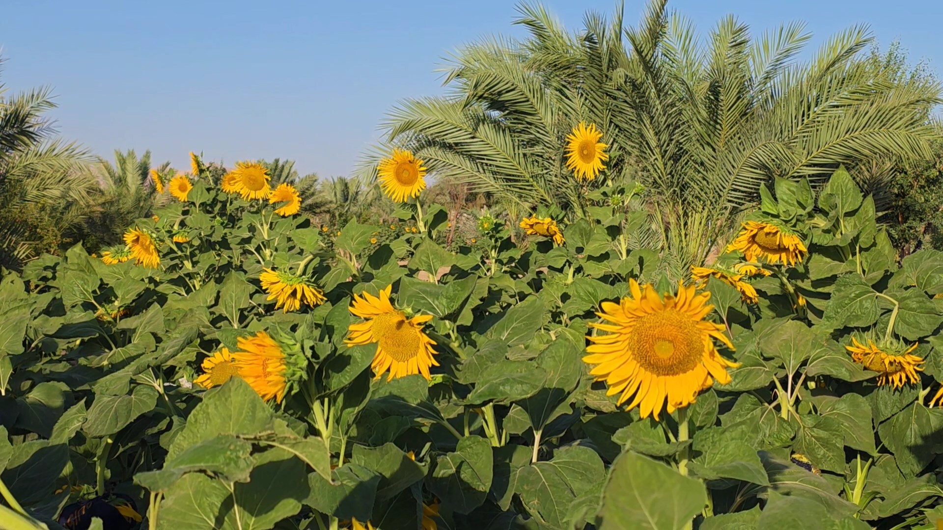 پیام سپاهان