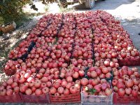 اهدای سه تُن زکات محصول باغدار زواره‌ای به نیازمندان