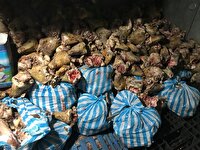 کشف ۱۰ تن کله‌پاچه فاسد از یک انبار غیرمجاز در اصفهان