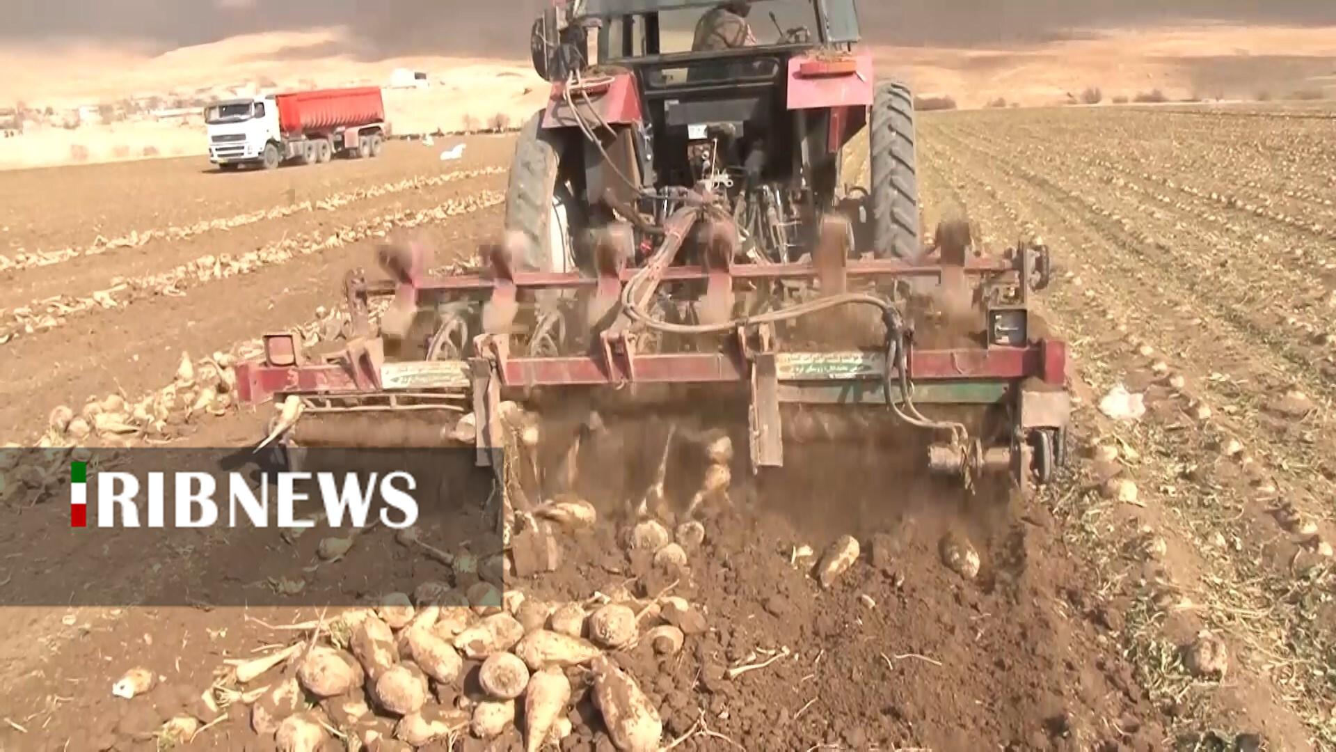 برداشت چغندر قند مزارع شهرستان  فریدونشهر