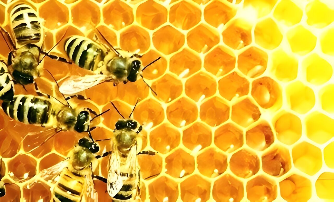 پیام سپاهان