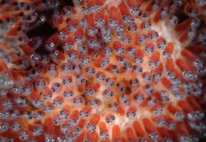 پیام سپاهان