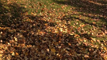 پیام سپاهان