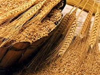 خودکفایی استان اصفهان در تامین پایه‌بذری گندم و جو