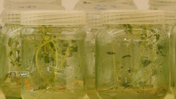 پیام سپاهان