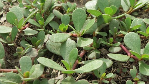 پیام سپاهان