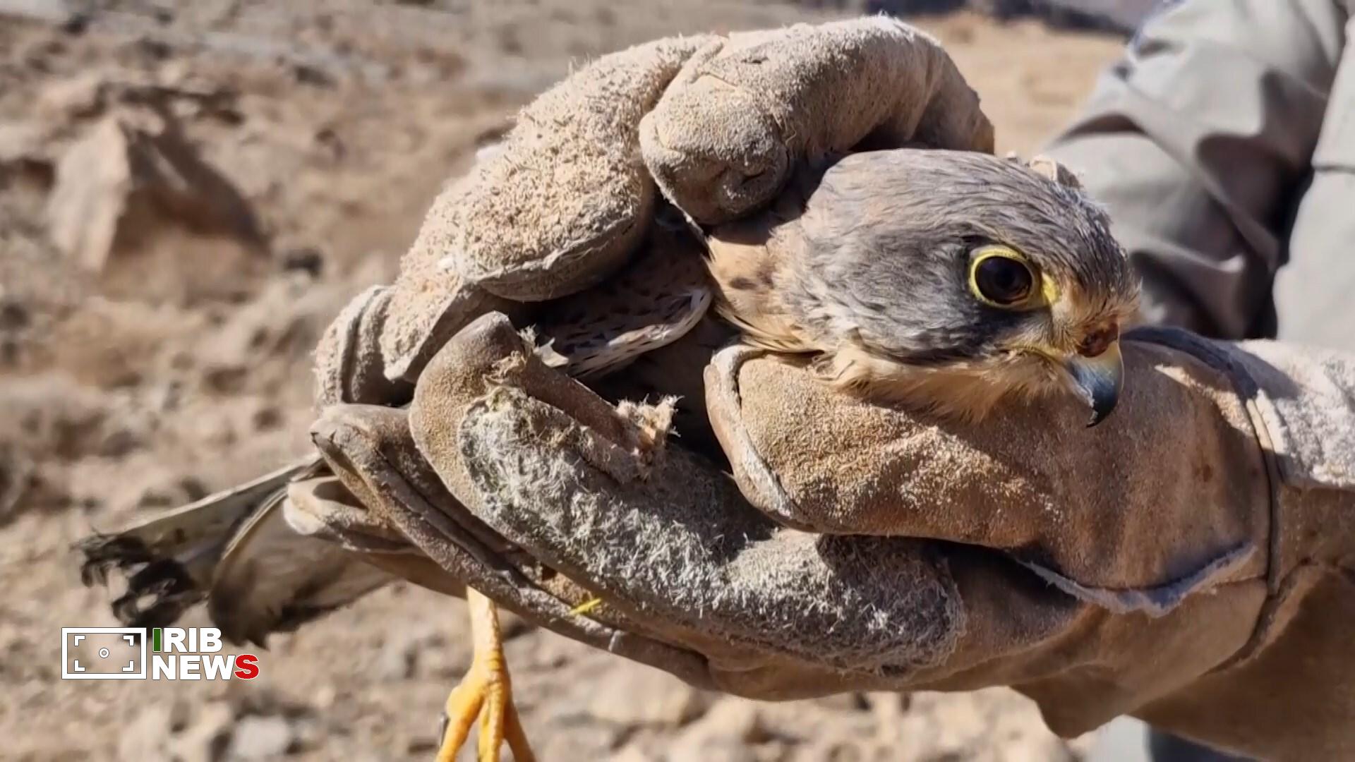 پیام سپاهان