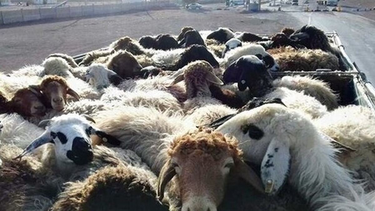 دستگیری سارقان احشام در اردستان