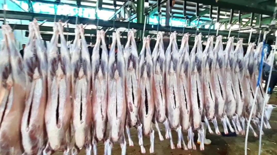 توزیع گوشت نذری ۲۲ راس گوسفند در محله خوزان