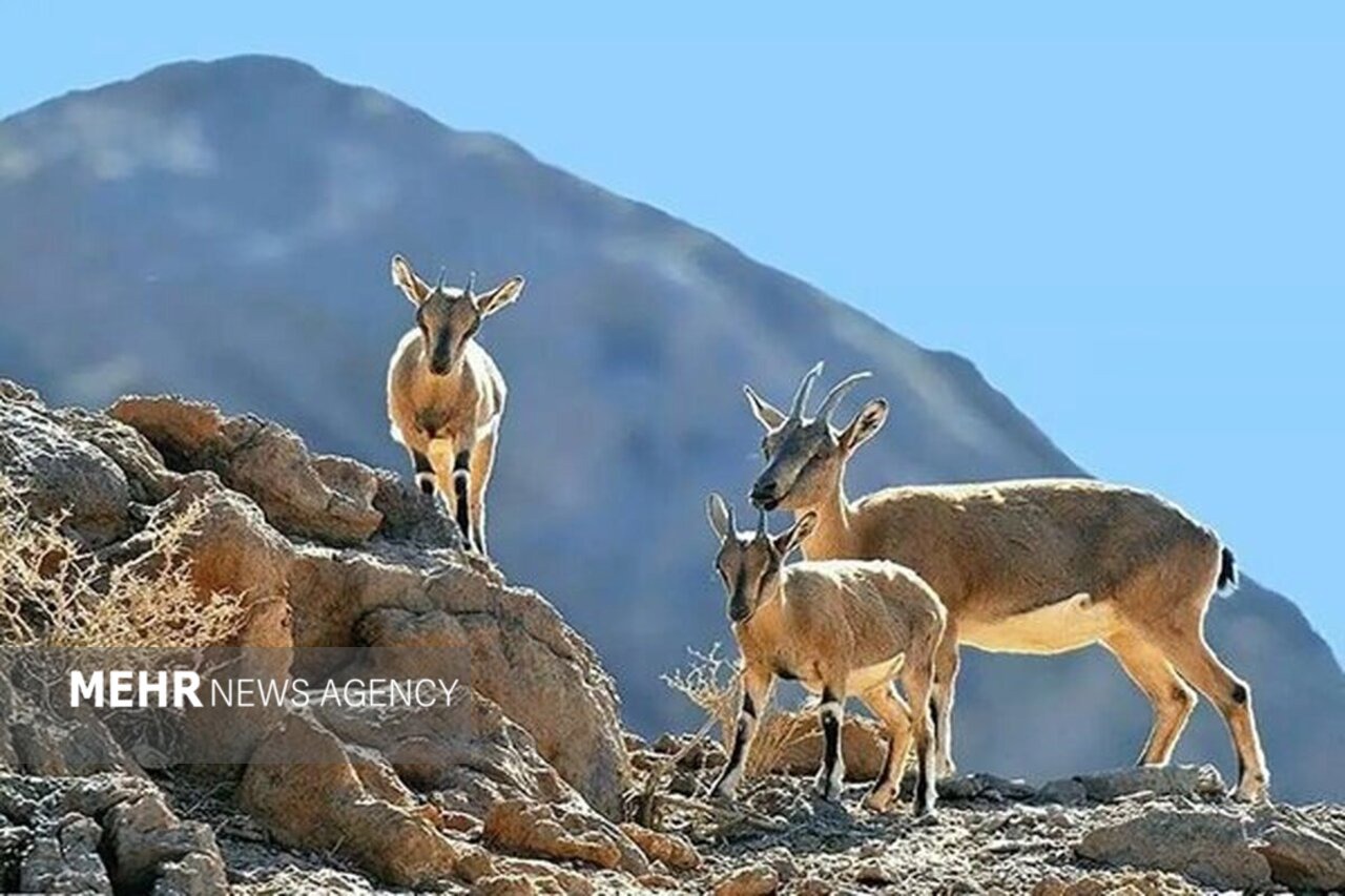 جمعیت حیات وحش در اردستان ۲۰ درصد افزایش یافت
