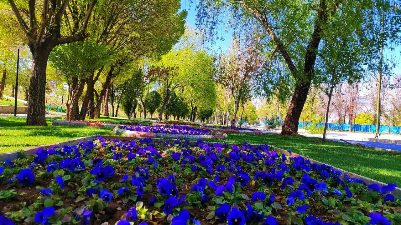سرانه فضای سبز کاشان ۶۲ درصد کمتر از استانداردهای زیست محیطی است