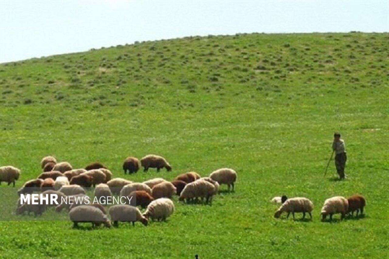 ارزش علوفه مراتع اصفهان به ۶ هزار میلیارد تومان می‌رسد