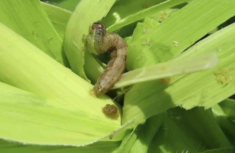 پیام سپاهان