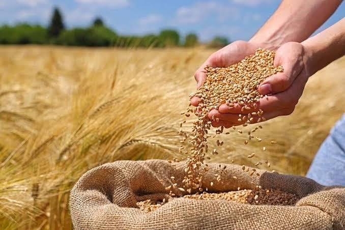 خرید تضمینی ۵۱۰ تن گندم از کشاورزان کاشانی