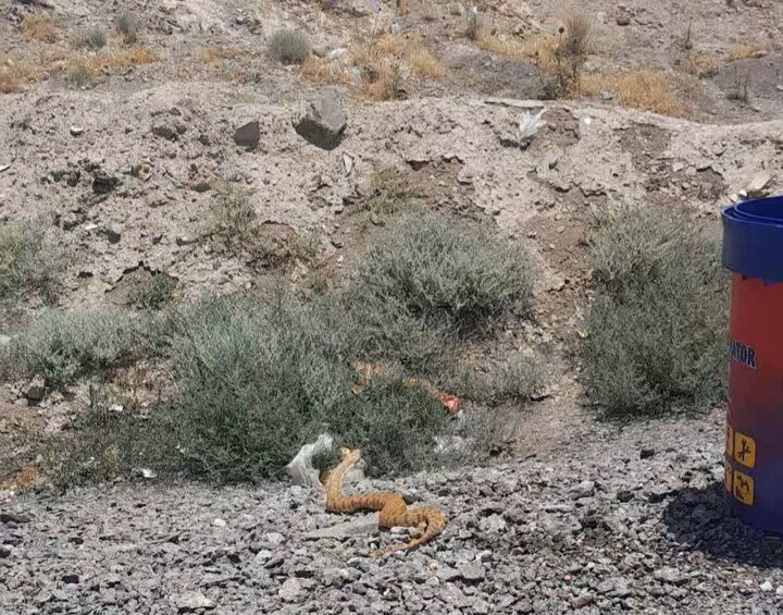 بازگشت افعی به طبیعت