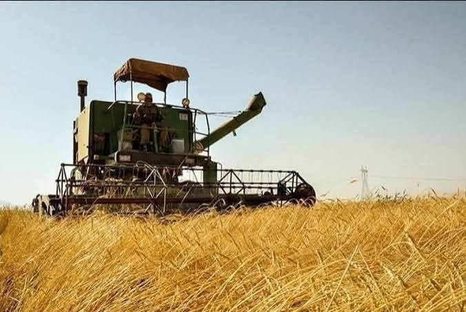 خرید تضمینی حدود ۳۰ هزار تن گندم از کشاورزان استان