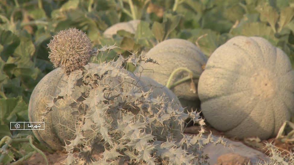 پیش بینی برداشت ۲ هزار و ۸۳۵ تن طالبی در شهرضا