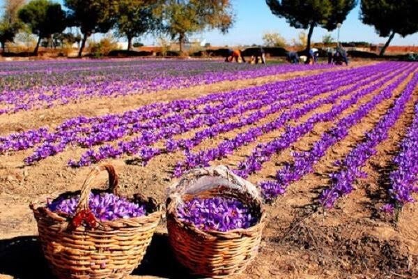 کشت گیاهان دارویی اصفهان  بیش از ۱۰ هزار هکتار