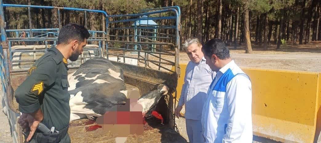 توقیف خودروی حامل لاشه دام غیرمجاز در فولادشهر