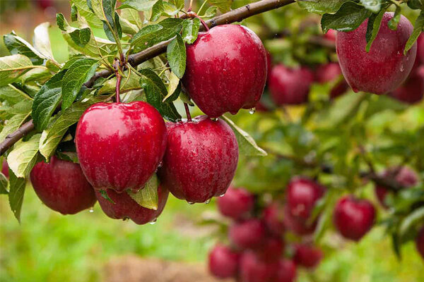 جشنواره سیب سمیرم تحول اقتصادی و توسعه گردشگری جنوب اصفهان رارقم میزند