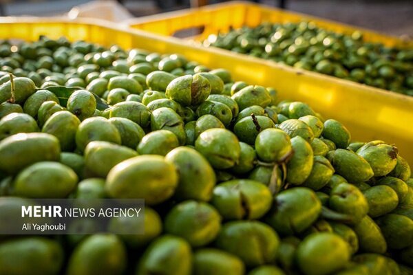 جشنواره ملی زیتون در طارم سفلی برگزار میشود
