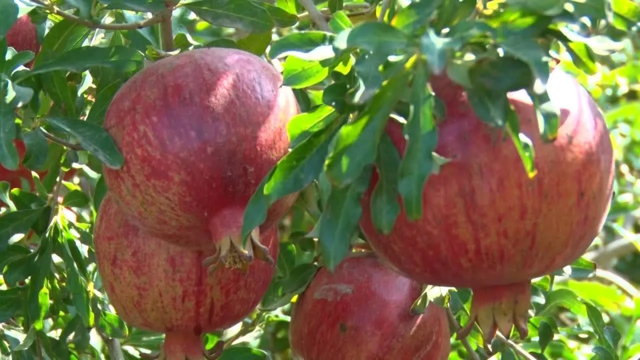 جشنواره ای به شکرانه برداشت انار در  اردستان
