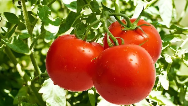 پیش‌بینی تولید بیش از ۴۶۴ هزار تن گوجه‌فرنگی در قزوین