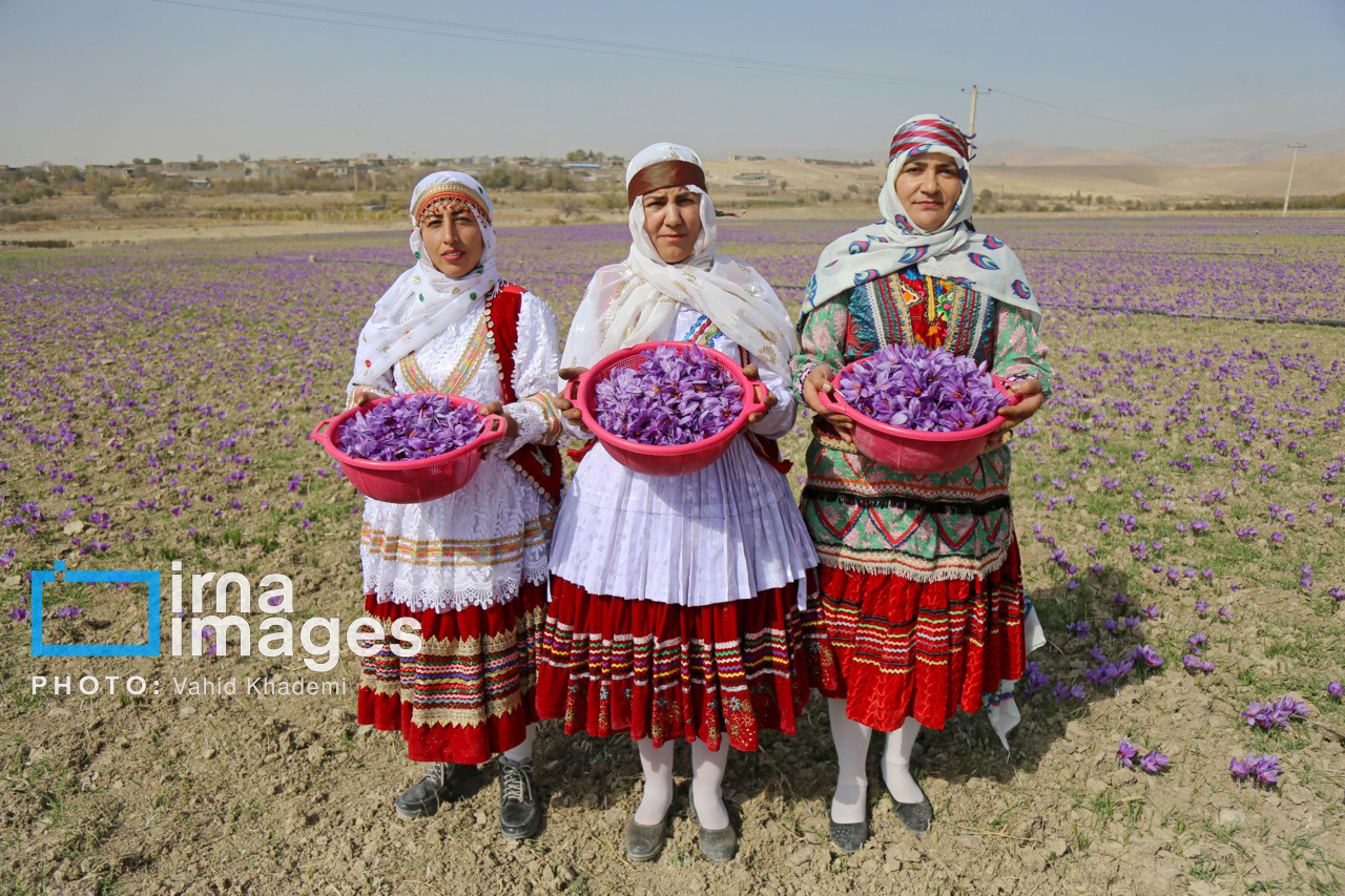 آغاز برداشت نوبرانه طلای سرخ در گلستان