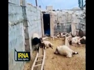 حمله گرگ‌ها به آغل گوسفندان در تجره خوانسار؛ ۲۵ رأس گوسفند تلف شدند